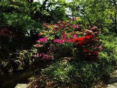 -上海醉白池公园