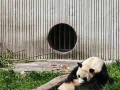 -卧龙中华大熊猫苑神树坪基地