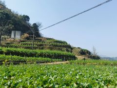 -桑洲油菜花景区