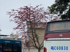 -长洲岛