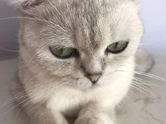 -这儿没有猫·猫咖萌宠馆·撸猫