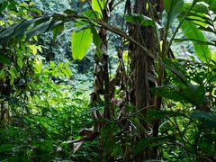 -中国科学院西双版纳热带植物园
