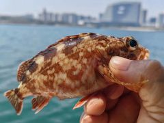 -鑫艋游艇海钓俱乐部