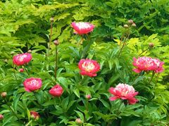 -莲花池公园