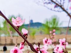 -永定河休闲森林公园