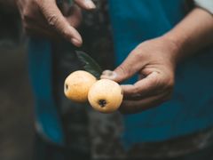 -塘栖枇杷特色园区