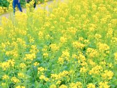 -西京湾花海