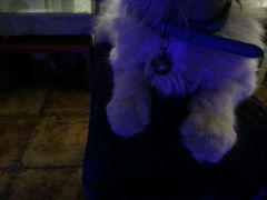 android_upload_pic-Sirena海妖日咖夜酒