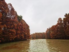 -上海海湾国家森林公园