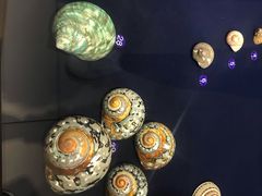 -青岛贝壳博物馆