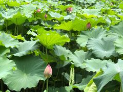 -陈家山荷花公园