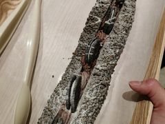 -奈雪的茶(石家庄万象城店)