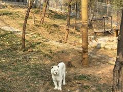 -石家庄市动物园