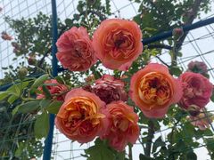 -苏州太湖西山岛开心农场