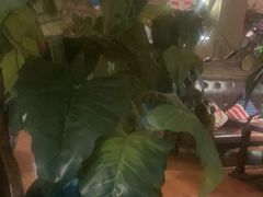 -凯撒城堡西餐厅(颐和国际店)