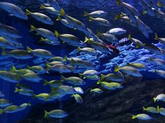 -海合安武汉极地海洋公园