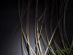 -璞素(浦东店)