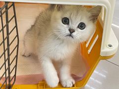 -lincat·猫舍(广州店)