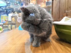 -龟与熊猫宠物公园(南坪店)