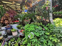 -曲阳花鸟市场(曲阳路店)