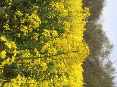 iphone_upload_pic-溱湖国家湿地公园