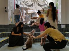 -有猫主题·治愈系猫咖(曾厝垵店)