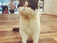-袖虎·猫馆(体育西路店)