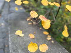 -香山公园