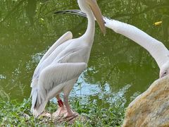 -深圳野生动物园