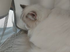 -中农国际动物医院24小时·猫科·骨科·急重症中心
