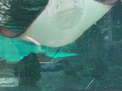 -新加坡水上探险乐园