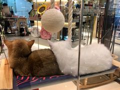 -momokira米努特·德文卷毛猫·棉花面纱犬