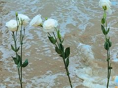 -白城沙滩