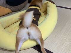 -逗柴咖啡屋·狗咖猫咖宠物桌游