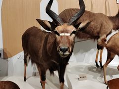 -陕西自然博物馆