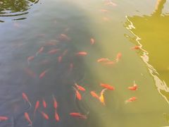 -八大山人梅湖景区