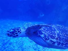 -太平洋海底世界