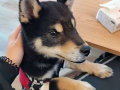 -柴犬小屋·柴餐厅·狗咖食堂(金鼎广场店)