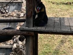 -石家庄市动物园