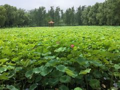 -微山湖红荷湿地景区