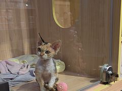 -爪爪喵星球·猫舍(卓悦中心店)