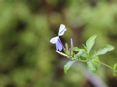 -澳门圣地牙哥古堡酒店