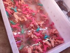 -山东柏宁水族批发广场