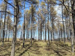 -塞罕坝国家级自然保护区