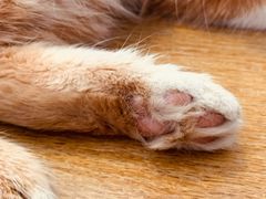 -平行世界·猫咖(首经贸店)
