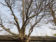 -苏州文庙(姑苏区)