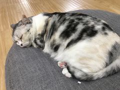 -猫和宫(六道口店)