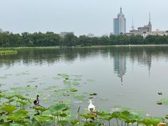 -莲花池公园