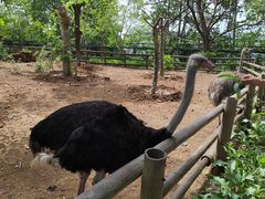 -大连森林动物园