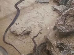 -荔城生鲜盛宴(番禺旗舰店)